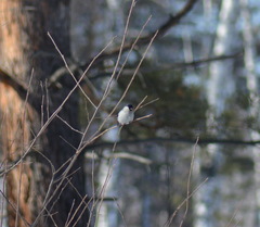 Pyrrhula pyrrhula cineracea