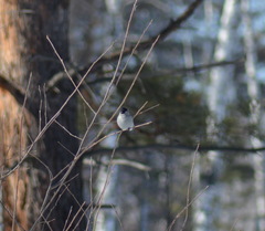 Pyrrhula pyrrhula cineracea