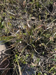 Syngonanthus flavidulus