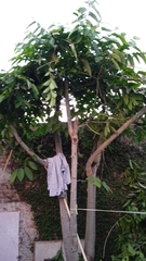 Cananga odorata