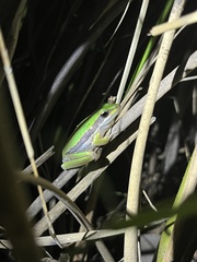Litoria adelaidensis