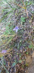Gentianopsis ciliata ciliata
