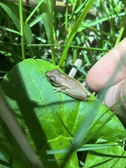 Litoria adelaidensis
