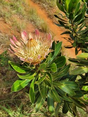 Protea roupelliae