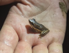 Litoria adelaidensis