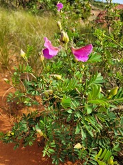 Tephrosia grandiflora
