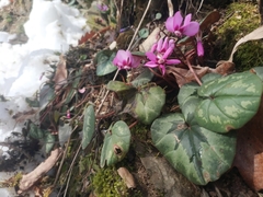 Cyclamen coum