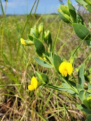Rafnia elliptica