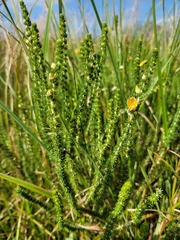 Aspalathus chortophila