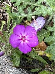 Phlox drummondii