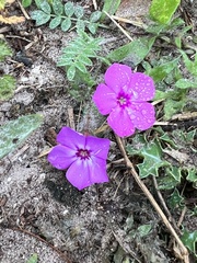 Phlox drummondii
