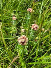 Helichrysum appendiculatum