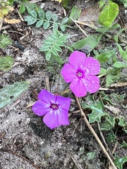 Phlox drummondii