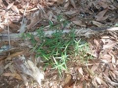 Dichanthelium patulum