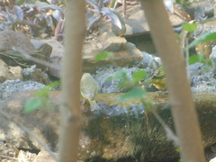 Leiothlypis celata