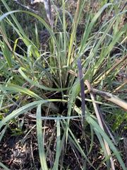 Andropogon cretaceus