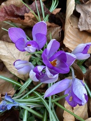 Crocus