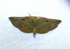 Omiza lycoraria
