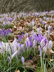 Crocus