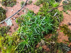 Sagina procumbens