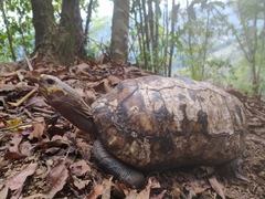 Chelonoidis carbonarius