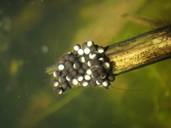 Pelodytes punctatus