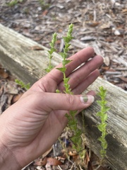 Triodanis