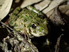 Pelodytes punctatus