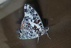 Charaxes etesipe