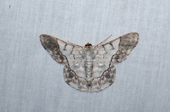 Pingasa rubimontana
