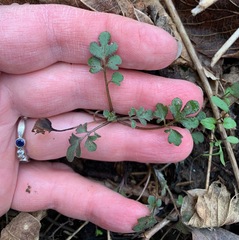 Phacelia covillei