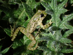 Pelodytes punctatus