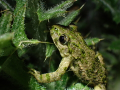 Pelodytes punctatus
