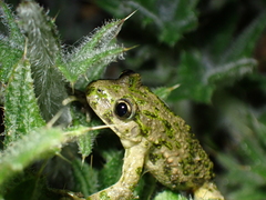 Pelodytes punctatus