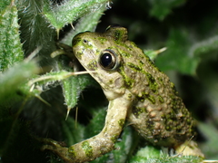 Pelodytes punctatus