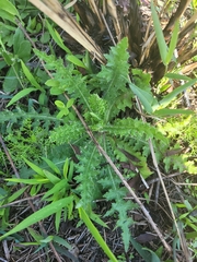 Cirsium nuttallii