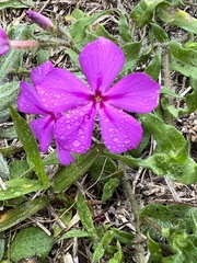 Phlox drummondii