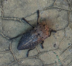 Capnodis