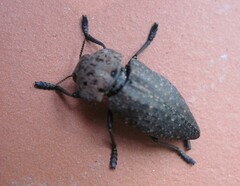 Capnodis