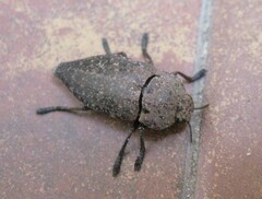 Capnodis