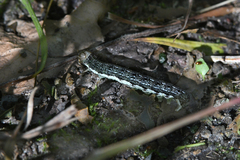 Orthosia rubescens