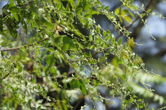 Cocculus hirsutus