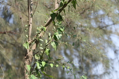 Cocculus hirsutus