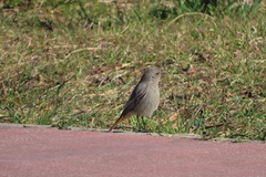 Phoenicurus ochruros