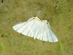 Opisthoxia