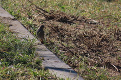 Phoenicurus ochruros