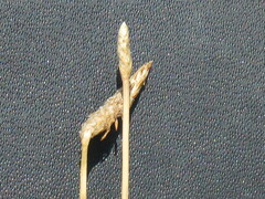 Eleocharis palustris