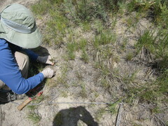 Eleocharis palustris