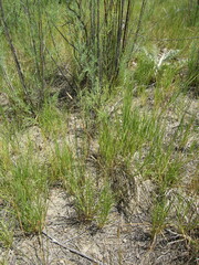 Eleocharis palustris
