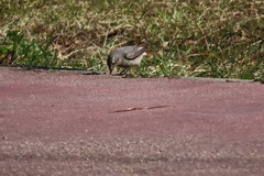 Phoenicurus ochruros